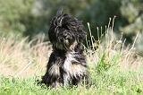 TERRIER DU TIBET 124